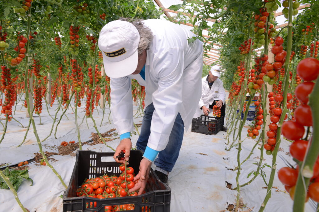 Agromonte: l’eccellenza della salsa siciliana